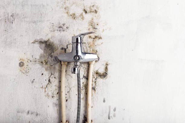 South Riding, VA Mold Removal Company