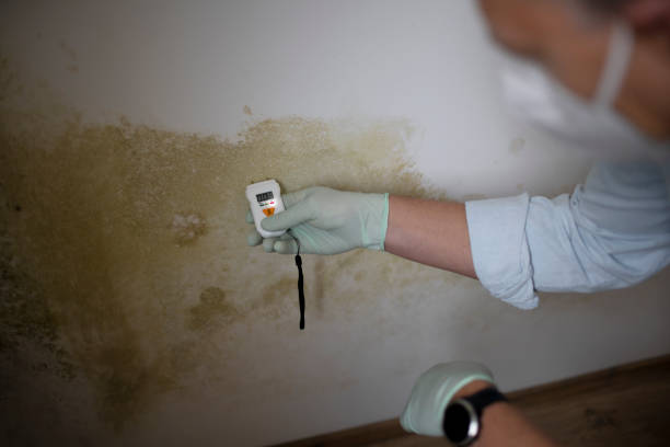 Best Office Mold Removal Services  in South Riding, VA