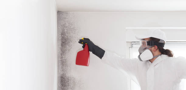 Best Attic Mold Removal  in South Riding, VA