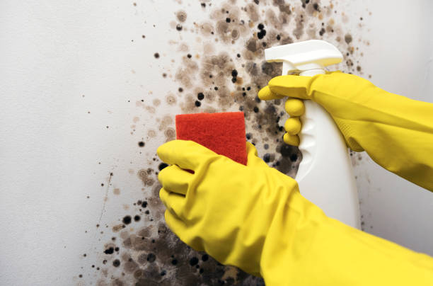 Best Toxic Mold Removal  in South Riding, VA