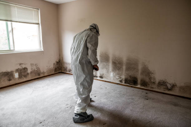 Best Mold Damage Repair  in South Riding, VA