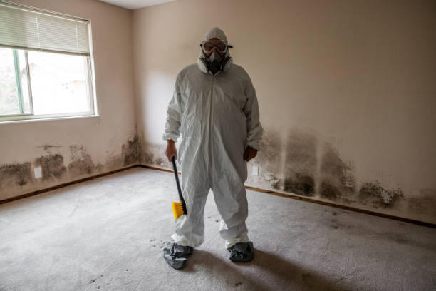 Mold Removal Process in South Riding, VA