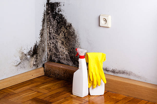 Certified Mold Removal in South Riding, VA