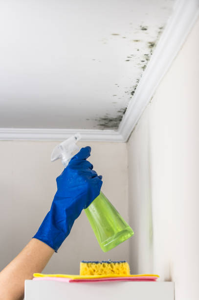 Best Black Mold Removal  in South Riding, VA